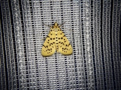 Conogethes punctiferalis