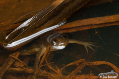 Xenopus laevis