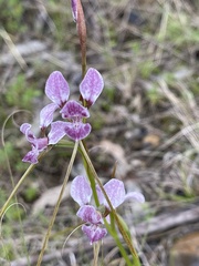 Diuris punctata