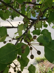 Pyrus calleryana