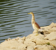Ardeola grayii