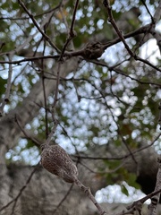 Callirhytis quercussuttoni