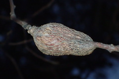 Callirhytis quercussuttoni