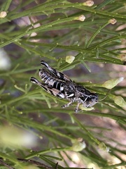 Aeoloplides fuscipes
