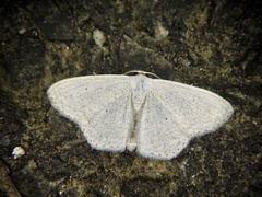 Scopula epiorrhoe
