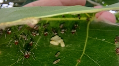 Polyrhachis nigripes