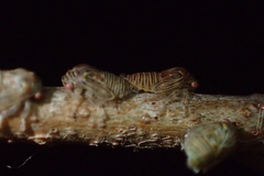 Platycotis