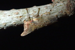 Platycotis
