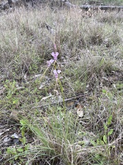 Diuris punctata