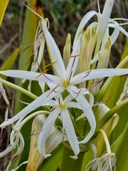 Crinum pedunculatum
