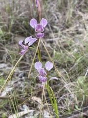 Diuris punctata