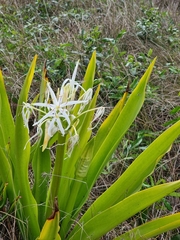 Crinum pedunculatum