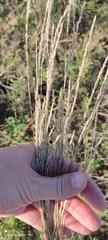 Festuca valesiaca