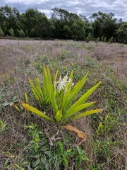 Crinum pedunculatum