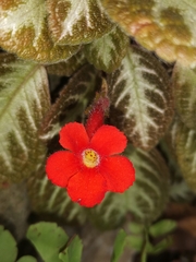 Episcia cupreata