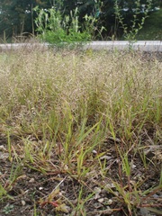 Eragrostis multicaulis