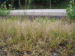 Eragrostis multicaulis