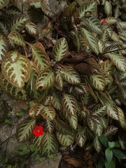 Episcia cupreata