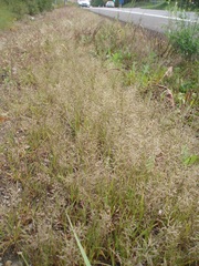 Eragrostis multicaulis