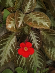 Episcia cupreata