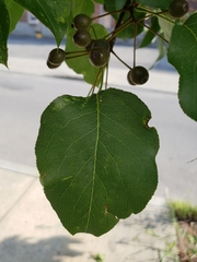 Pyrus calleryana