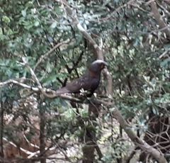 Nestor meridionalis septentrionalis