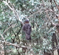 Nestor meridionalis septentrionalis