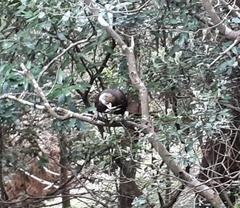 Nestor meridionalis septentrionalis