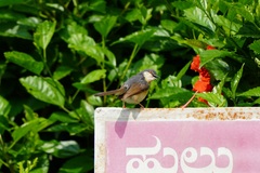 Prinia socialis