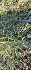 Festuca valesiaca