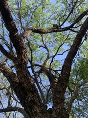 Prosopis glandulosa