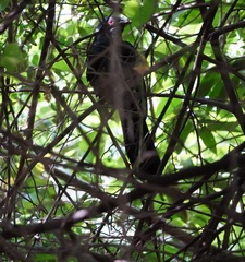 Eudynamys scolopaceus