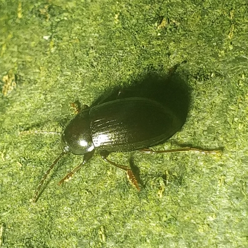 Nalassus laevioctostriatus, 6704 PC Wageningen, Nederland, photo 2 of 10