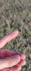 Poa compressa