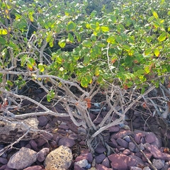 Laguncularia racemosa