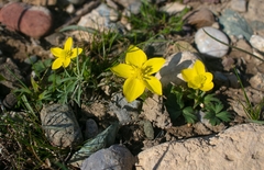 Anemone biflora gortschakowii