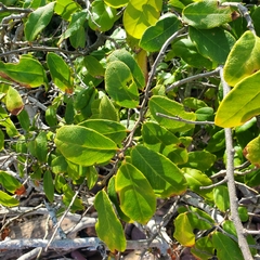 Laguncularia racemosa