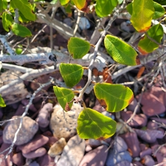 Laguncularia racemosa