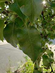 Pyrus calleryana