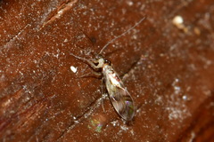 Graphopsocus cruciatus