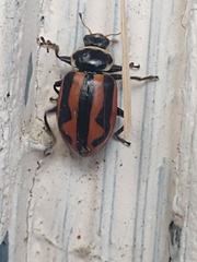 Hippodamia falcigera