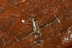 Graphopsocus cruciatus