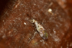 Graphopsocus cruciatus