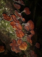 Daedaleopsis tricolor