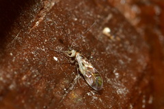 Graphopsocus cruciatus