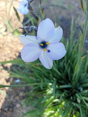 Aristea cantharophila