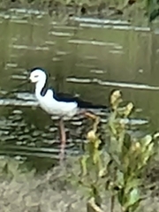 Himantopus leucocephalus