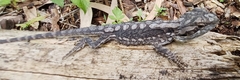 Amphibolurinae