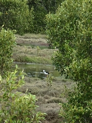 Himantopus leucocephalus
