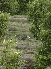 Himantopus leucocephalus